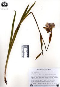 Iris virginica image