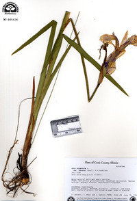 Iris virginica image