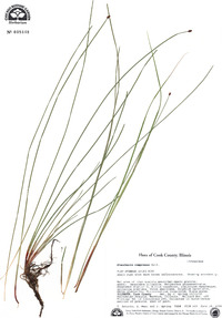 Eleocharis compressa image