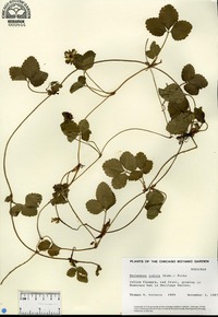 Potentilla indica image