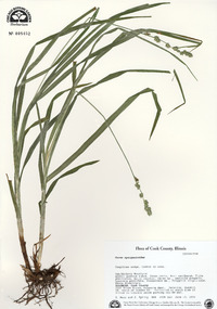 Carex sparganioides image