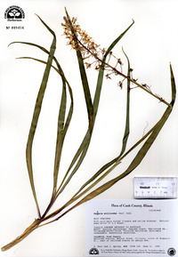 Camassia scilloides image