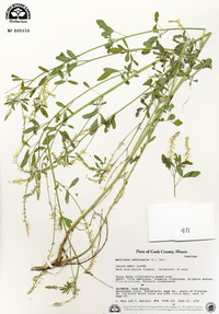 Melilotus officinalis image