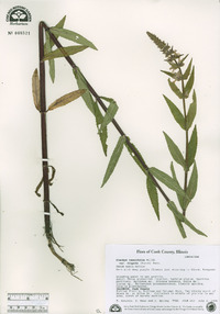 Stachys tenuifolia image