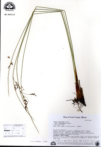 Juncus balticus subsp. littoralis image