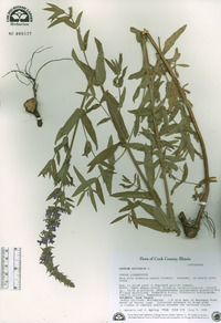 Lythrum salicaria image