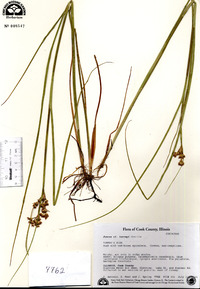 Juncus balticus subsp. littoralis image