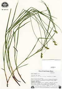 Carex normalis image