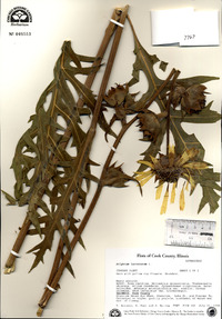 Silphium laciniatum image