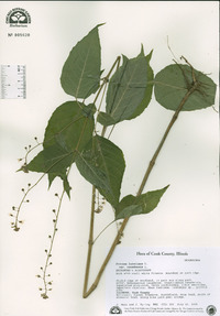 Circaea canadensis image