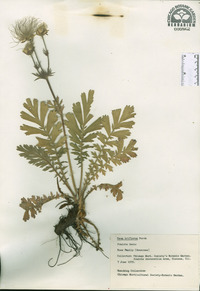 Geum triflorum image