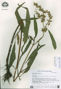 Rumex verticillatus image