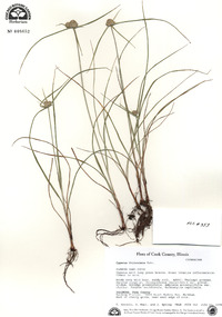 Cyperus filiculmis image