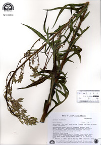 Lactuca canadensis image