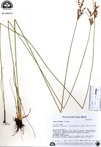 Juncus dudleyi image