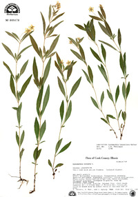 Lysimachia lanceolata image