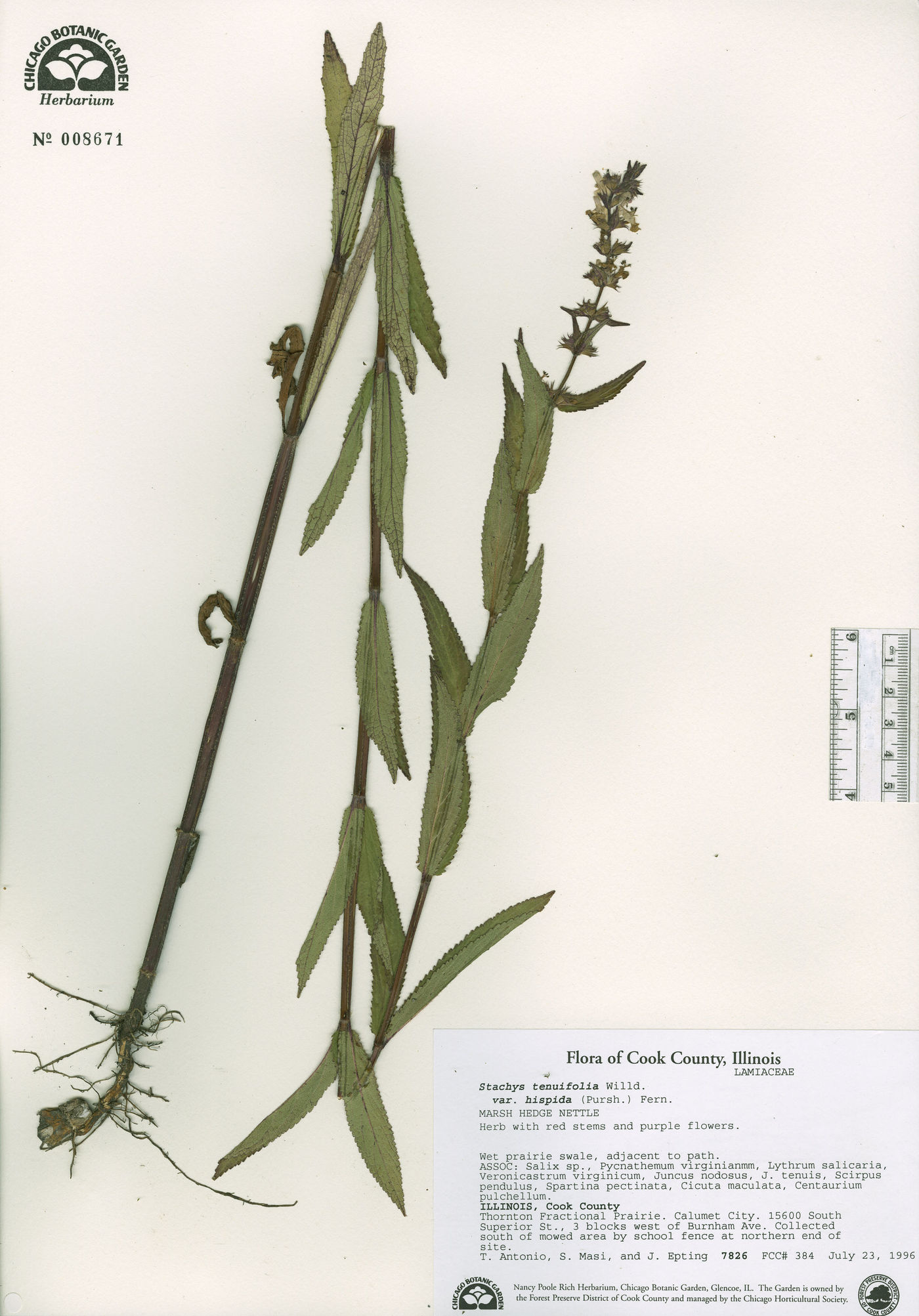 Stachys tenuifolia var. hispida image