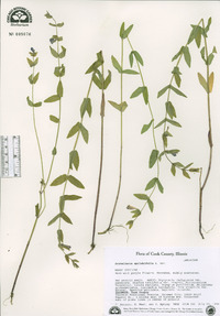 Scutellaria galericulata image