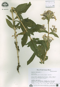 Saponaria officinalis image