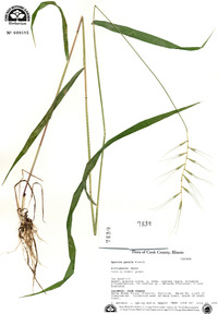 Elymus hystrix image