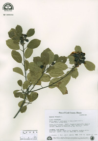 Frangula alnus image