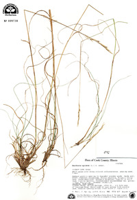 Danthonia spicata image