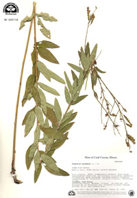 Desmodium canadense image