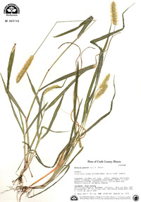 Pennisetum glaucum image