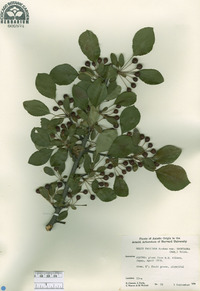 Malus halliana image