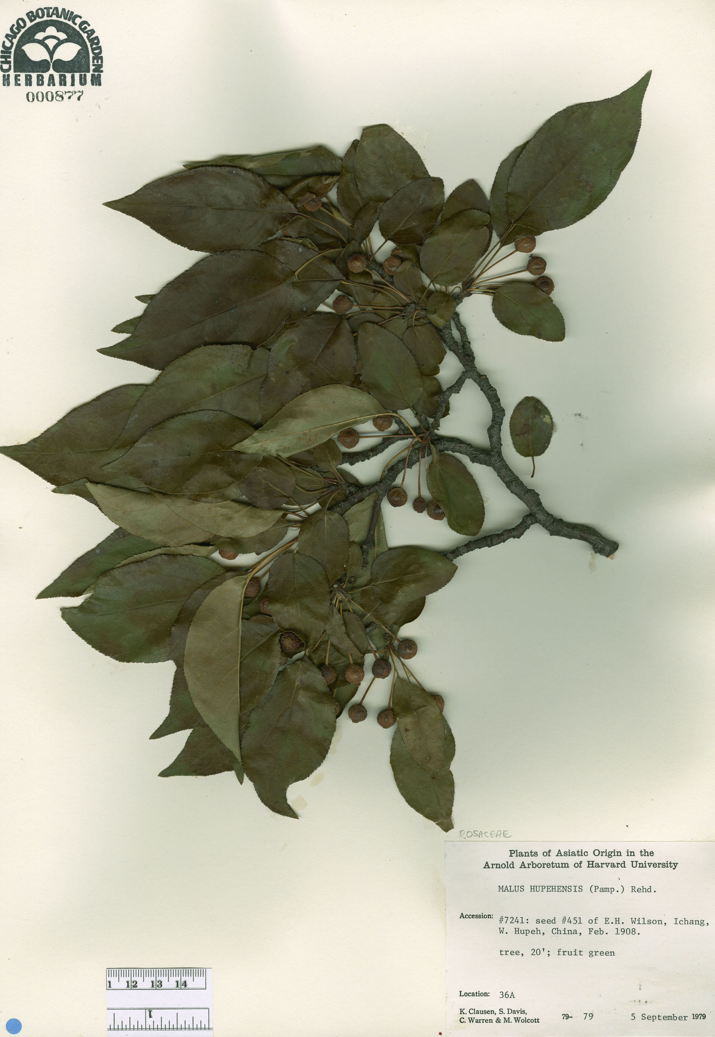 Malus hupehensis image