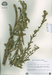 Oenothera biennis image