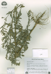 Chenopodium album image