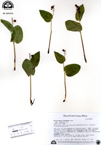 Maianthemum canadense var. interius image