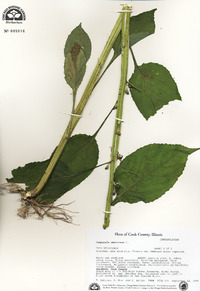 Campanulastrum americanum image