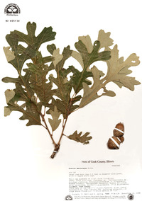 Quercus macrocarpa image