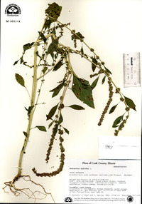 Amaranthus hybridus image