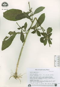 Lobelia siphilitica image