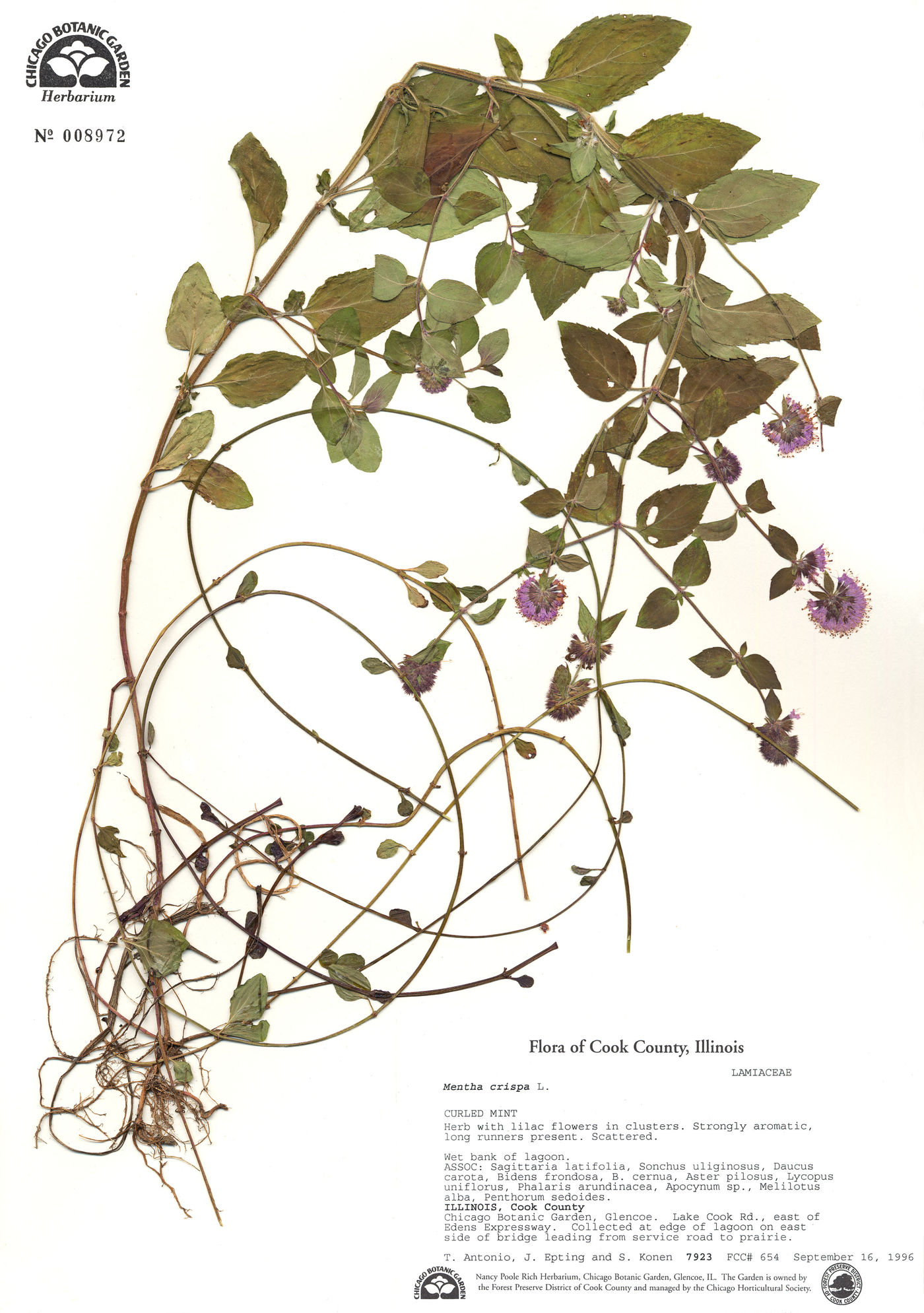 Mentha crispa image