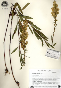 Solidago speciosa image