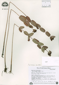 Hypericum virginicum var. fraseri image