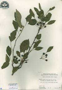 Malus toringoides image