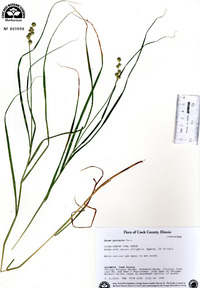 Carex projecta image