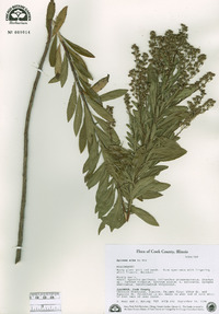 Spiraea alba image