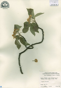 Malus tschonoskii image