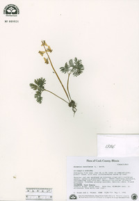 Dicentra cucullaria image