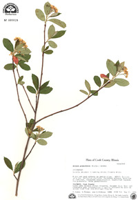 Aronia × prunifolia image