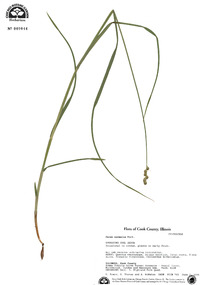 Carex normalis image