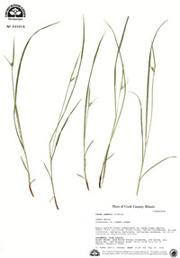 Carex jamesii image