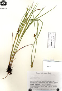 Carex normalis image