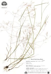 Muhlenbergia asperifolia image